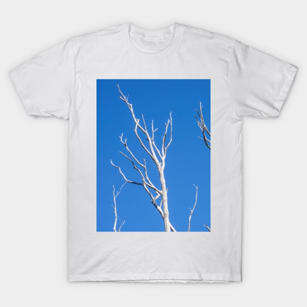 White tree limbs. T-Shirt by sma1050